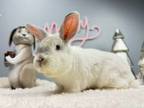 Adopt Merlin a Bunny Rabbit