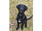 Adopt Kingston a Golden Retriever, German Shepherd Dog