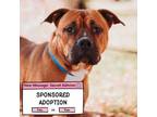 Adopt 70616A Denzel a American Staffordshire Terrier, Mixed Breed