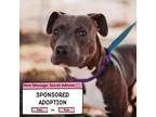 Adopt 70673a Boyo a American Staffordshire Terrier, Mixed Breed