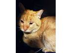 Adopt Heathcliff a Domestic Short Hair