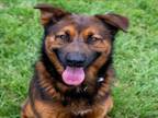 Adopt NEVILLE a German Shepherd Dog, Mixed Breed