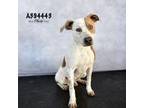 Adopt VIKTOR a English Coonhound, Mixed Breed