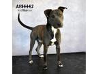 Adopt CEDRIC a Pit Bull Terrier, Mixed Breed