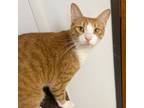 Adopt Wonton a Domestic Short Hair