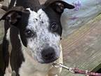 Adopt Homer a Australian Cattle Dog / Blue Heeler