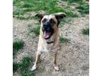 Adopt Dodge a German Shepherd Dog, Saint Bernard