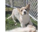 Pembroke Welsh Corgi Puppy for sale in Milton, WI, USA