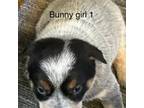 Bunny Girl 1