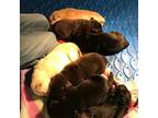 AKC Labrador pups