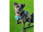 Adopt George Uzay a American Staffordshire Terrier, Boxer