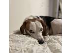 Adopt Business Casual a Beagle