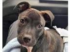 Adopt Rocket a Pit Bull Terrier