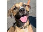 Adopt Fonzie - Foster or Adopt Me! a American Staffordshire Terrier