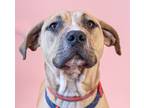 Adopt Fonzie - Foster or Adopt Me! a American Staffordshire Terrier