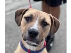 Adopt Fonzie - Foster or Adopt Me! a American Staffordshire Terrier
