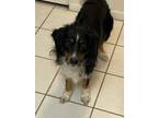 Adopt CJ a Australian Shepherd