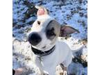 Adopt Ollie a Staffordshire Bull Terrier, Labrador Retriever