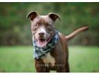 Adopt Peter aka Max a Pit Bull Terrier, Mixed Breed