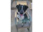Adopt Angus a Border Collie, Mixed Breed
