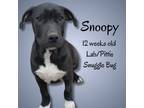 Adopt Snoopy a Black Labrador Retriever, Pit Bull Terrier