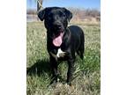 Adopt Linus a Black Labrador Retriever, Pit Bull Terrier