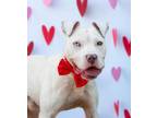 Adopt KASE a Pit Bull Terrier