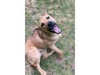 Adopt Jethro a Black Mouth Cur