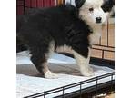 Miniature Australian Shepherd Puppy for sale in Hope Mills, NC, USA