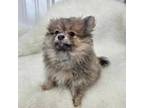 Pomeranian Puppy for sale in Bolivar, MO, USA