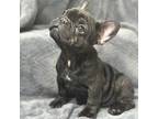 French Bulldog Puppy for sale in Henrico, VA, USA