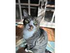 Adopt Liam (bonded to Cheviat) a Domestic Short Hair