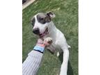 Adopt Apollo a American Staffordshire Terrier, Pit Bull Terrier