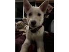 Adopt Bolt a Jindo, Carolina Dog