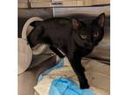 Adopt Cedar 86/Panther a Domestic Short Hair