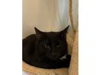 Adopt Eric a Domestic Short Hair