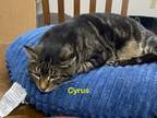 Adopt Cyrus a Domestic Short Hair