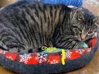 Adopt Chase Placemat a Domestic Short Hair