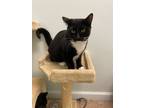 Adopt Jerry a Domestic Short Hair