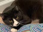 Adopt Tom a Domestic Short Hair