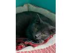 Adopt Ely a Domestic Short Hair