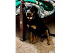 Adopt Gilo a Rottweiler