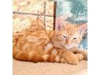 Adopt Tyler Anderson a Domestic Short Hair