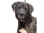 Adopt TRAVIS a Pit Bull Terrier, Mixed Breed