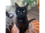 Adopt FINN a Bombay, Domestic Short Hair