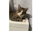Adopt Super Affectionate Charlie a Tabby