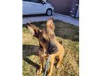 Adopt Takoda a German Shepherd Dog