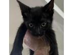 Adopt ET a Domestic Short Hair