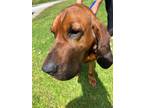 Adopt Oscar a Bloodhound, Redbone Coonhound