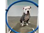 Adopt Romeo a Pit Bull Terrier